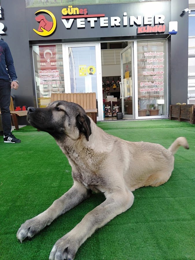 İldem Güneş Veteriner Kliniği