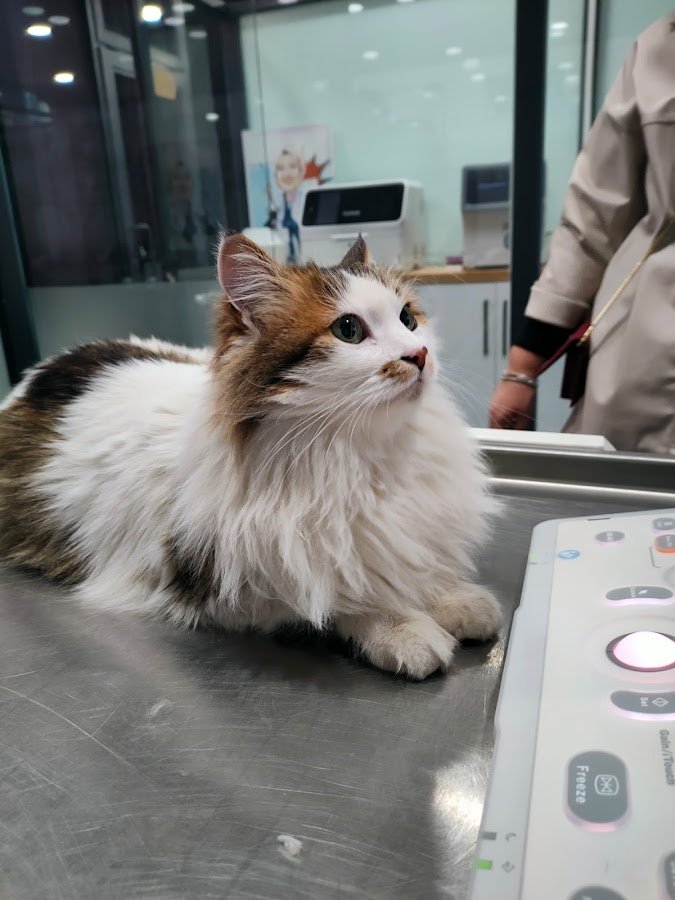 Vetpool Veteriner Kliniği - Kocaeli Başiskele Veteriner
