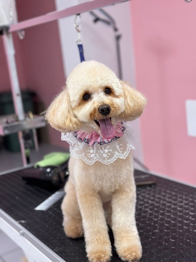 Pawland Pet Kuaför / Store By Pet Stylist Rabia Nur Gülay