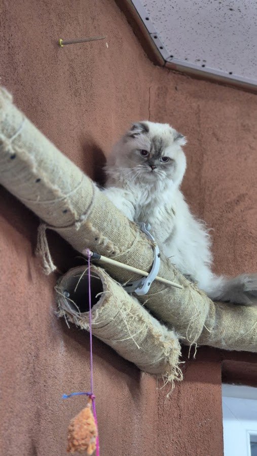 Taby Paws Hotel