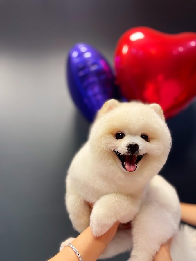 Nur Petgrooming & Spa