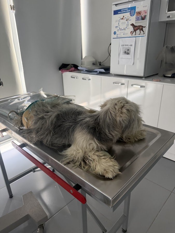 Pet Club Veteriner Kliniği
