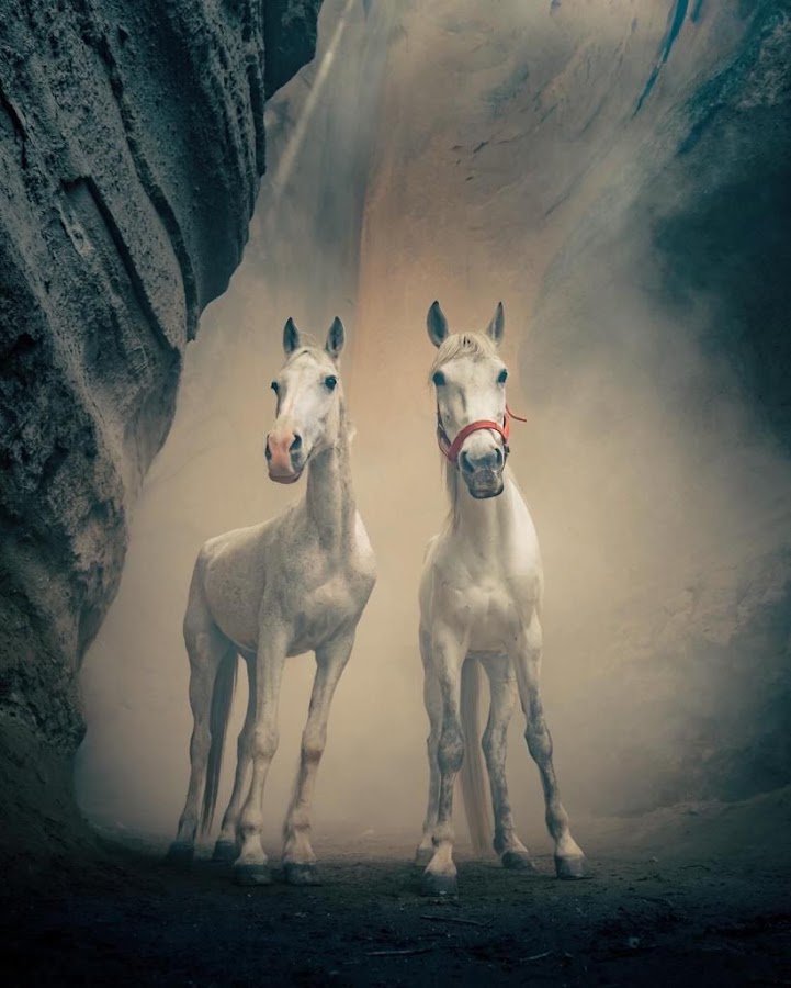 Moonlight Horse Ranch