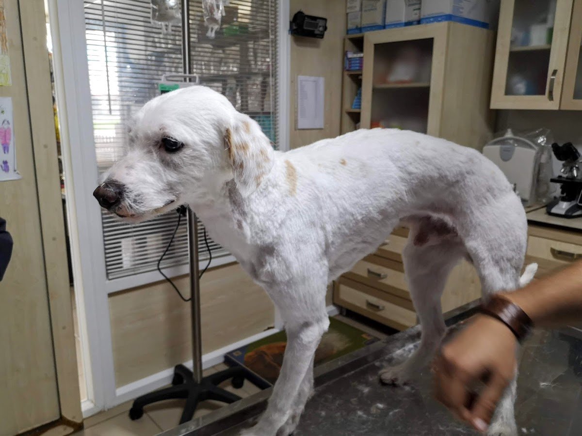 Pati Veteriner Kliniği