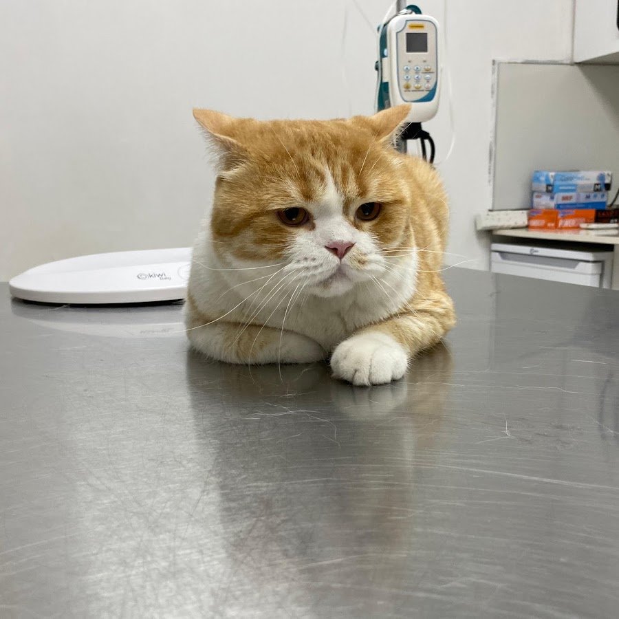 Adige Veteriner Kliniği