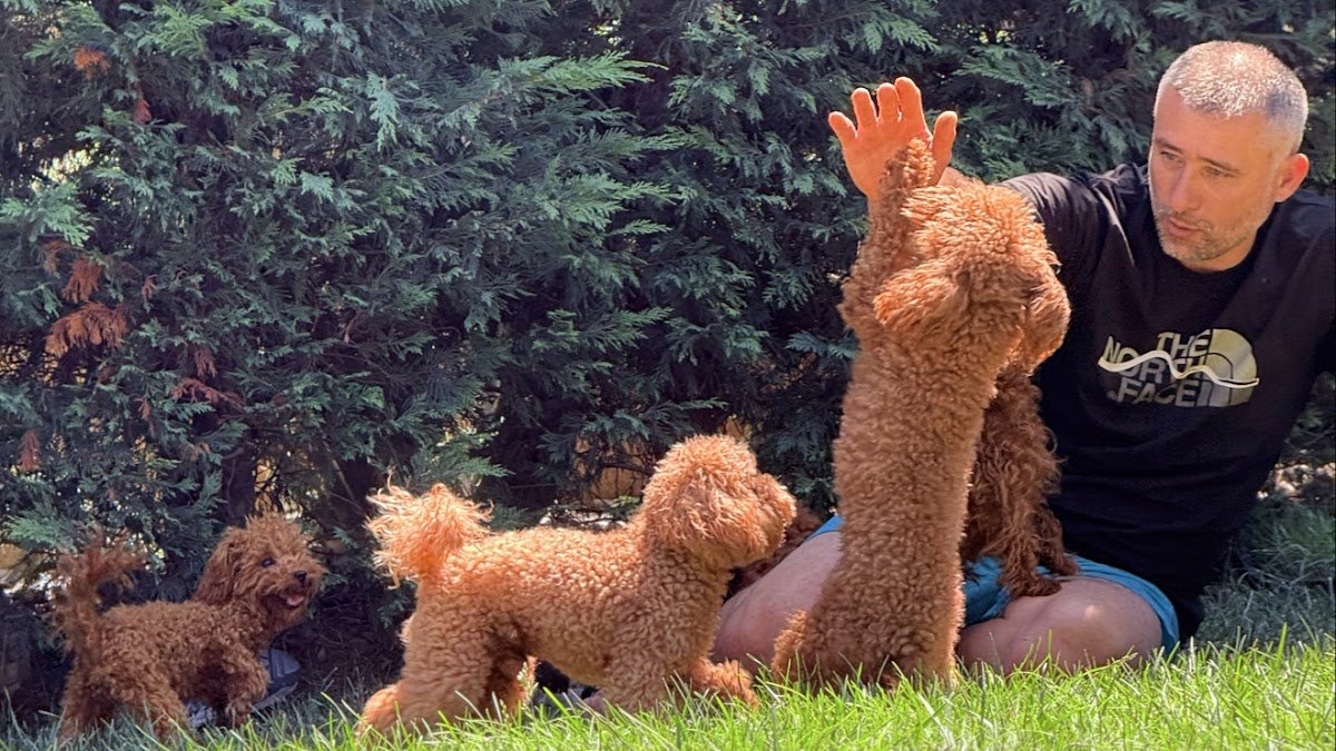 Samsun Köpek Eğitim Akademisi & Pet Oteli