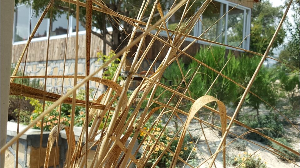 Cebel Garden