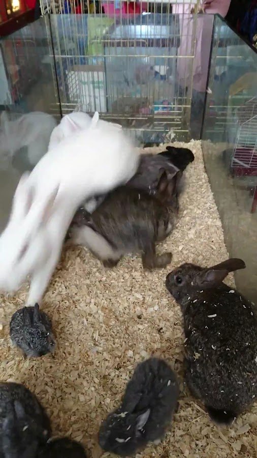 Uşak Petshop