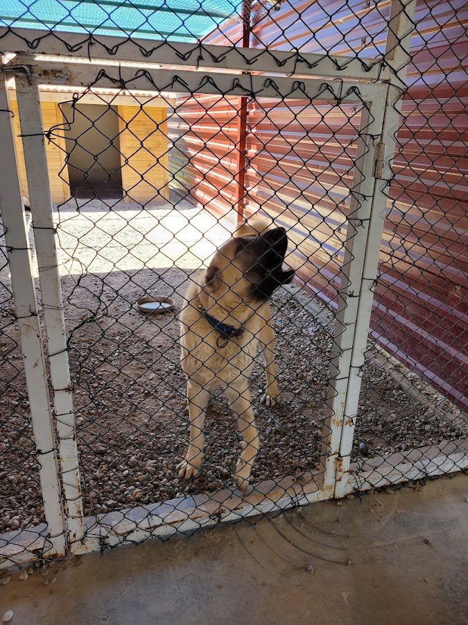 Sivas Kangal Köpeği Üretim, Eğitim ve Koruma Merkezi